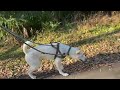 今日のキナコ 20250222　　雑種犬（ミックス）　白犬　保護犬