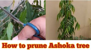 How to prune or trim ashoka tree|pruning of ashoka tree/polyalthialongifolia by KF gardening