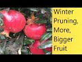 (Video 65) How To Prune Your Pomegranate Tree | Trimming, Shaping, and Increasing Fruit Production.