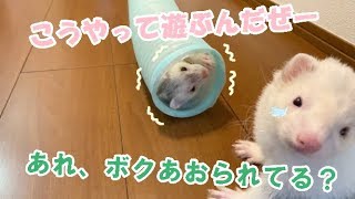 【注意？】フクがもちおをあおる？！　フェレットフクともちおの成長日記　FERRET　GROWTH　DIARY