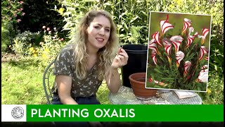 How to plant Oxalis (bulbs) - FarmerGracy.co.uk