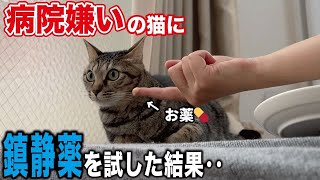 病院で激怒してしまう猫に鎮静薬を試してみようとしたが‥