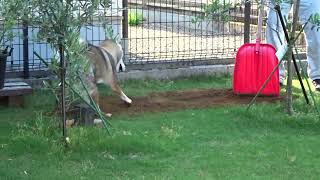 四国犬カナ　ここ掘れワンワンやれ