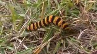 caterpillar of the Cinnabar / die Raupe des Cinnabar ( Tyria jacobaeae )