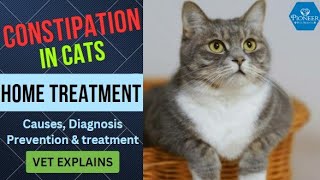 Home Treatment Of Cat Constipation | How To Help A Cat With Constipation At Home | Vet Explains