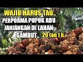 PUPUK ABU JANJANGAN!! INI PERPORMA DI KELAPA SAWIT!!