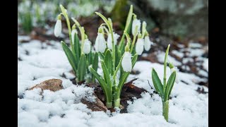 У Києві 27 Січня на Оболоні зацвіли перші Проліски | 2025