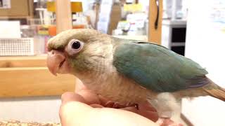 USA産 ホオミドリアカオウロコ ブルーシナモン 挿し餌1回 インコ専門店ぺありー Green-cheeked Conure Turquoise Cinnamon