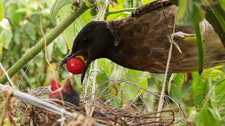 Super Massive RED BERRY FEEDING | Black Headed Bulbul baby birds Transformation day 5 EP 8