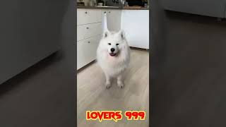 Dog ke sat fug 🖕🖕🖕🖕prank #dog loves #proof thad my dog has the purest heart 🙂😂🖕🖕