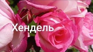 Поява троянди Хендель справила сенсацію серед садівників,так як це перший двоколірний плетистий сорт