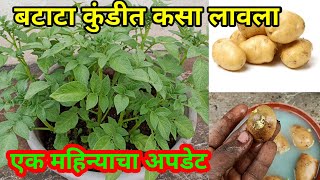 कुंडीत बटाटा लागवड केली,how to grow potato in pot