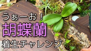 WOW！胡蝶蘭の着生チャレンジ！コルクガーデンの作り方を解説