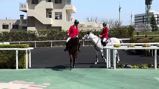 2024.4.7福島競馬場の誘導馬ヨシオ、ウイナーズサークルへ