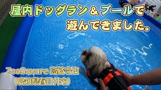 【シーズー】愛犬３匹が屋内ドックラン＆プール(ZooSquare)で遊んできました　＃シーズー　＃プール　＃ドッグラン