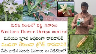 #thrips మిర్చి రైతులని అయోమయం చేస్తున్న అతి పెద్ద సమస్య #WesternFlowerThrips Control #Chilli #flower