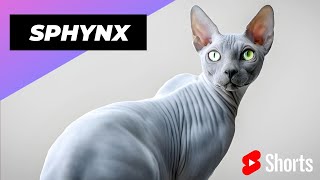 Sphynx 🐱 One Of The Most Expensive Cats In The World #shorts #sphynx #cat