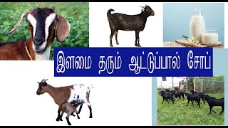 இளமை தரும் ஆட்டுப்பால் சோப்.