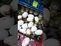 ترووکانی هێلکە قاز لە مەفقس chicken goose