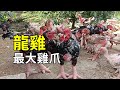 滿腳肉瘤的龍雞，人工養殖過程大開眼界