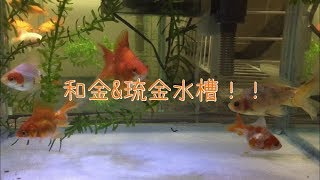 【金魚水槽】和金\u0026琉金