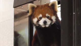 レッサーパンダ　リーファちゃん　屋内うろうろ歩きます　【のんほいパーク】