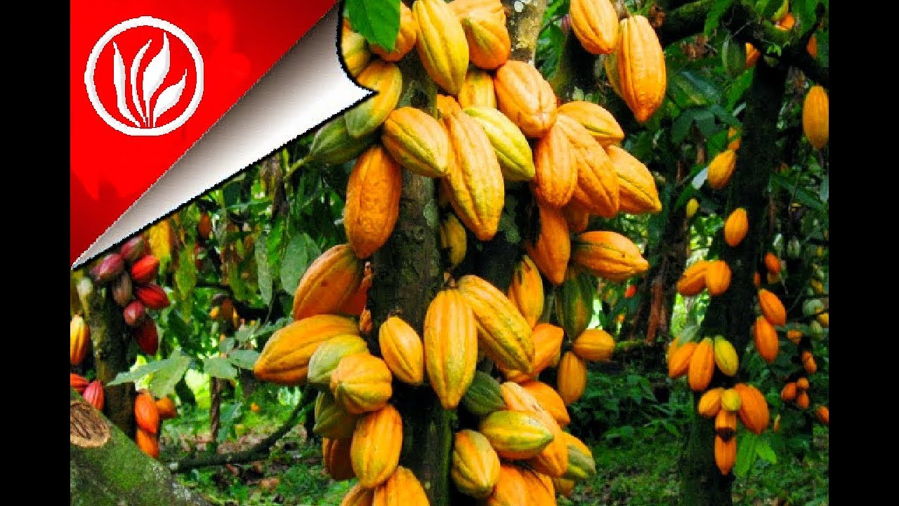 Cara Menanam Kakao Yang Benar Agar Berbuah Lebat | Pupuk Buah Kakao ...