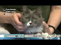 pet of the week oui