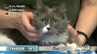 Pet of the Week: Oui