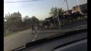 COWS in Elemir  :)