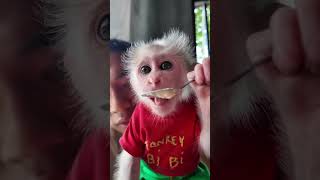 お猿さん可愛すぎる🙈🙈🙈🐵🇯🇵#monkey #monkeydluffy #monkeys #babymonkey #monkeyvideo #cute #jp #ペット #動物 #猿