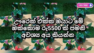 1378👉මේ ලස්සනම ලස්සන මේ ගස් ටිකම ඔයාට අවශ්‍ය නම් කතා කරන්න අපිට 0764090776☎️#anturiyam