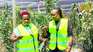 Wambugu Apple, The Kenya’s Gold, The World’s Wealth.