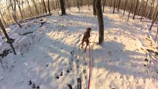 Offroad Dogscootering on Snow