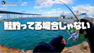 【北海道】足しげく通うホームの漁港でアブラコ釣り【ロックフィッシュ】