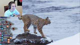 xQc Reacts To Bobcat Hunting in Winter