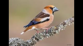 Picogordo común (Coccothraustes coccothraustes) Canto