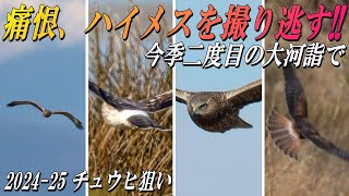 【北の大河のチュウヒ狙い②】気づくのが遅れてハイメスを撮り逃す！！2024-25シーズン