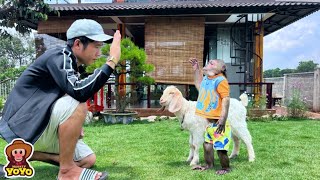 Dad teaches YoYo JR and baby goat