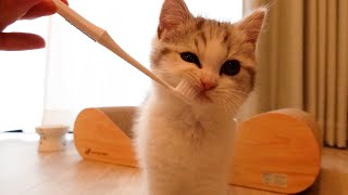 I stroked the kitten with a toothbrush.