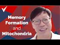 Presyaptic Mitochondria and Memory Formation