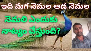 peacock  ఆడ నెమలిని మగ నెమలిని గుర్తించడం ఎలా ? నెమలి ఎందుకు నాట్యం చేస్తున్నది?