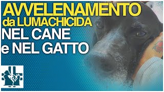 Avvelenamento da metaldeide ( LUMACHICIDA ) nel cane e nel gatto