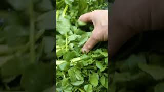 ASMR Satisfying Clean Watercress #shortvideo