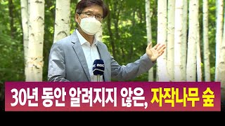 R]비대면 시대에 힐링코스, 영양 자작나무숲 / 안동MBC