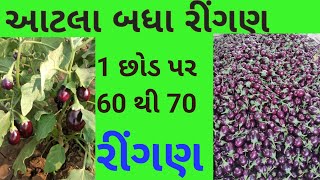 રીંગણ માં ધમાકો || 1 છોડ પર 60 થી 70 રિંગણ || 9909887736 || Jay Parivartan India