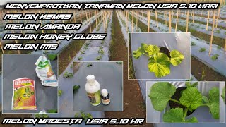 Cara Menyemprotkan tanaman melon usia 5_ 12 hari