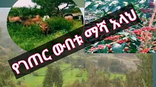 ደስ#የሚል ተፋጥሮና #ውበት #በገጠር#ይሄን ይመስላል