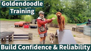 Goldendoodle Training & Confidence Building | Online Coaching Example