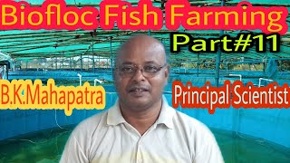 Biofloc fish farming part#11 || বায়োফ্লক প্রযুক্তিতে মাছ চাষ